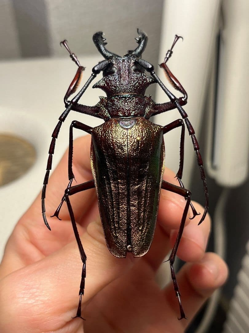 【70mm】ルリオニカミキリ ムラサキオニノコギリカミキリ 昆虫標本