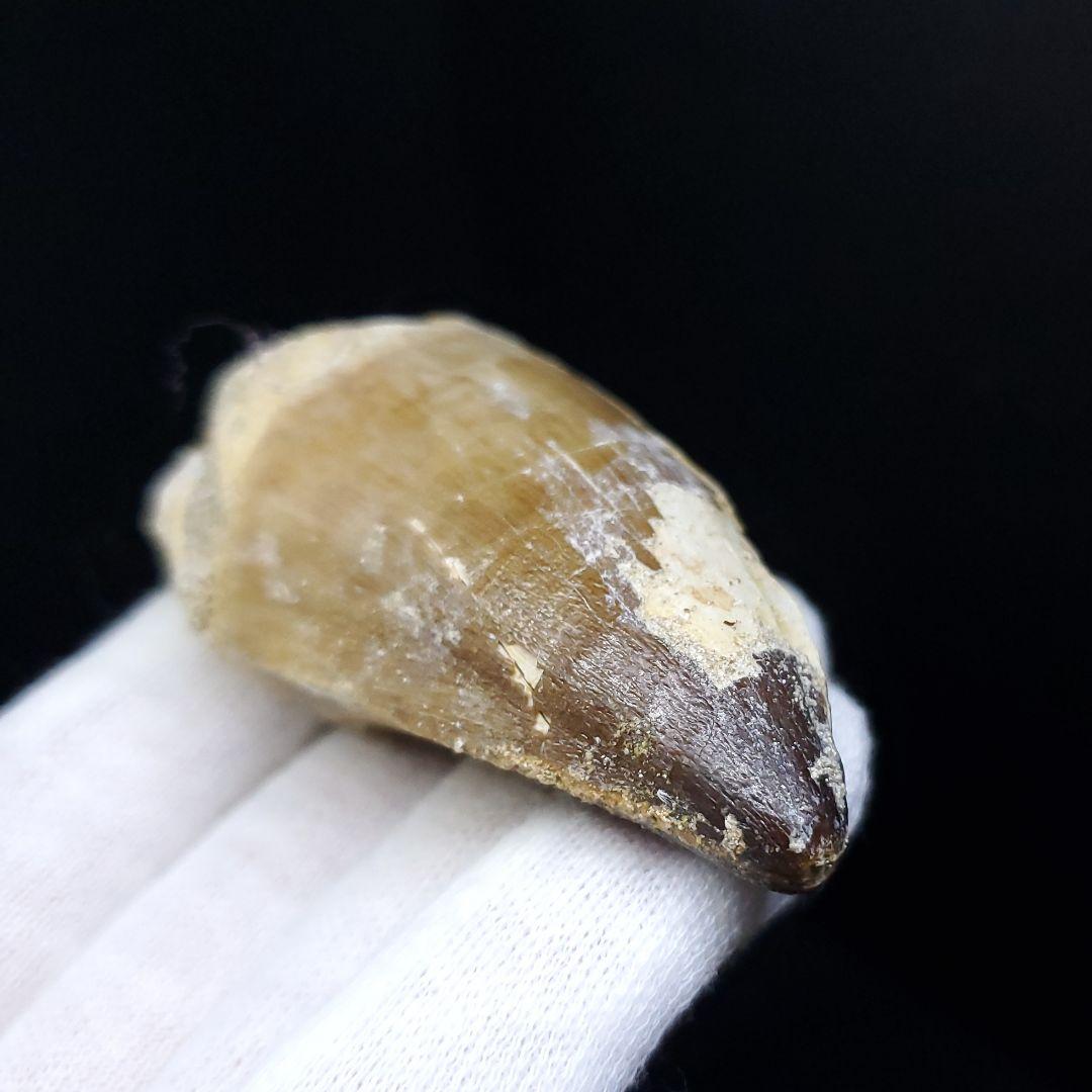 美品 モササウルス 化石 歯 本物 モロッコ産 64.53mm  mo537