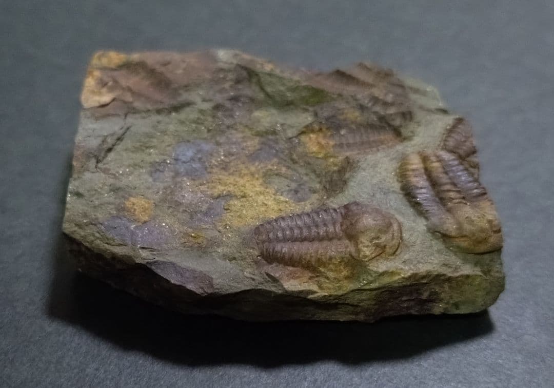 【カンブリア紀】チェツェ産　三葉虫 エリプソセファルス・ホッフィの群集化石