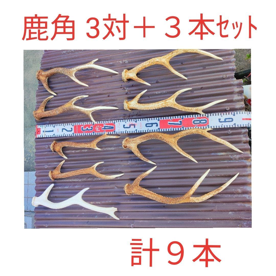 ニホンジカ鹿角３対＋３本 計９本 今季狩猟捕獲品 １本は自然落下角