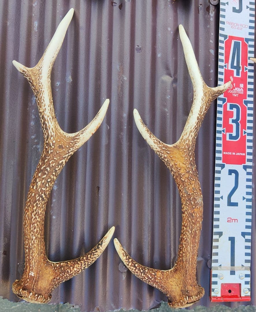 ニホンジカ鹿角３対＋３本 計９本 今季狩猟捕獲品 １本は自然落下角