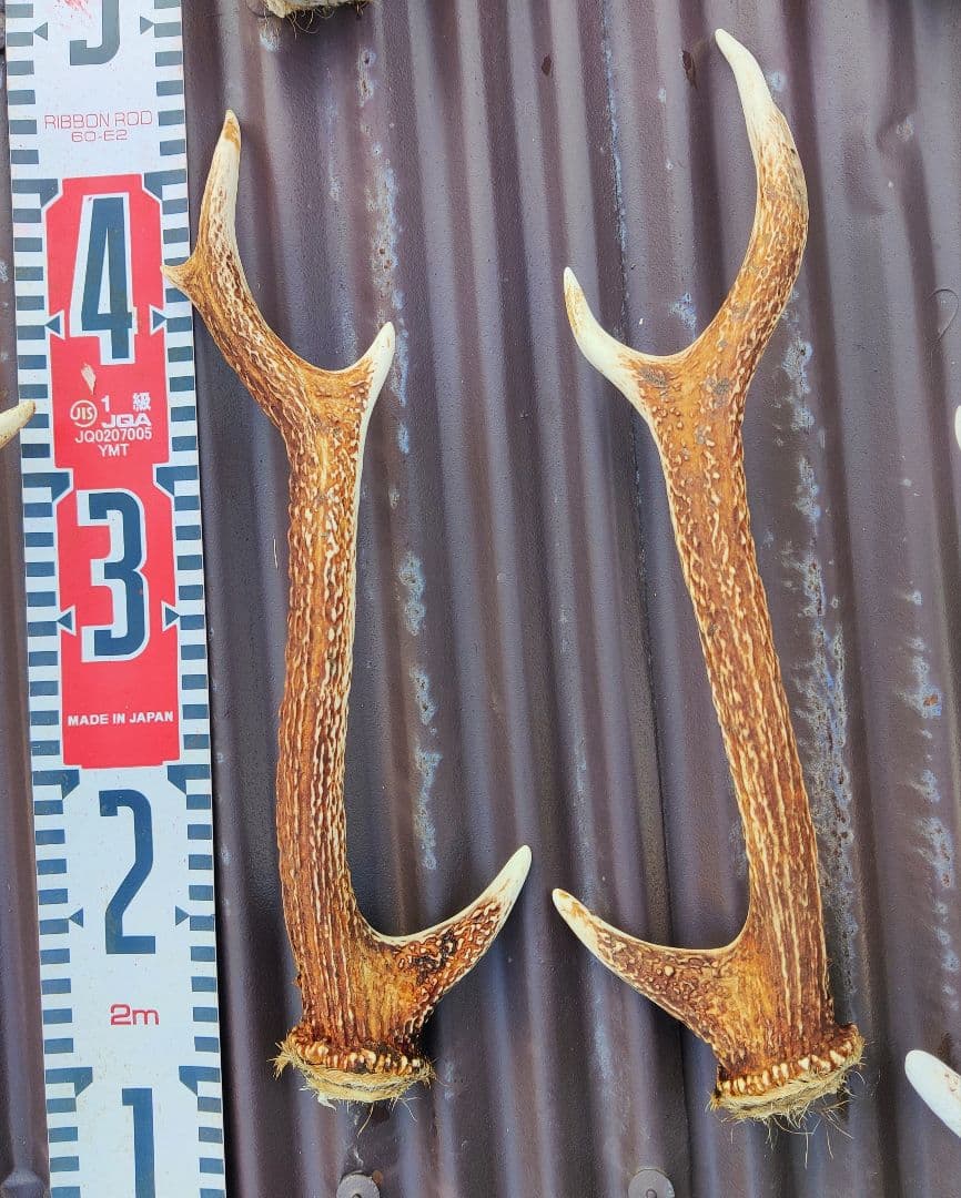 ニホンジカ鹿角３対＋３本 計９本 今季狩猟捕獲品 １本は自然落下角