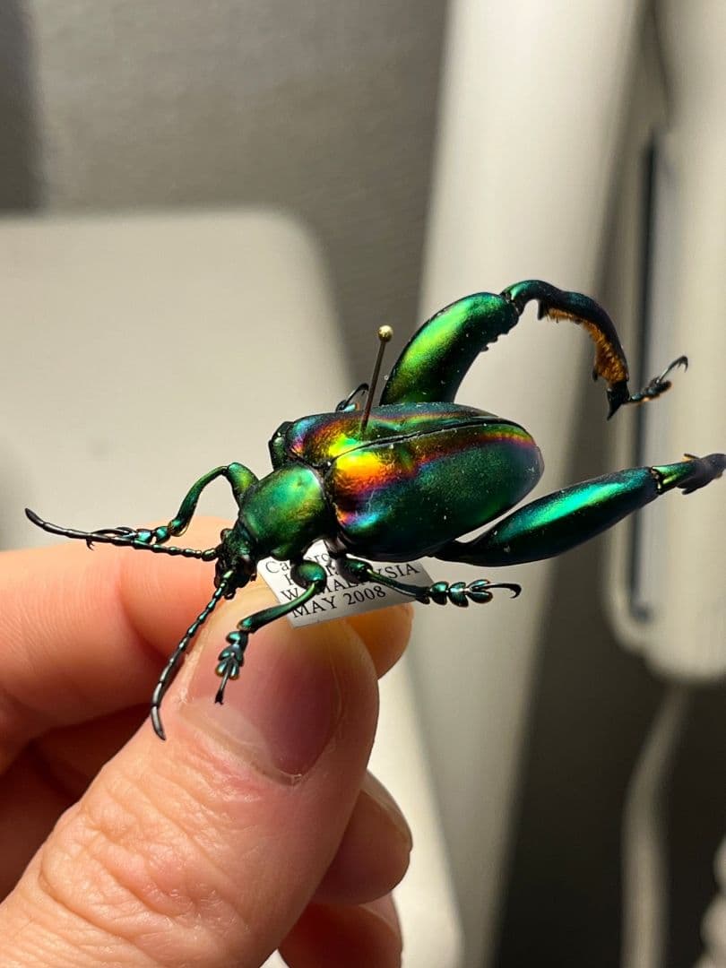 【腿太葉虫最大種】Sagra buqueti モモブトハムシプラチナコガネ標本