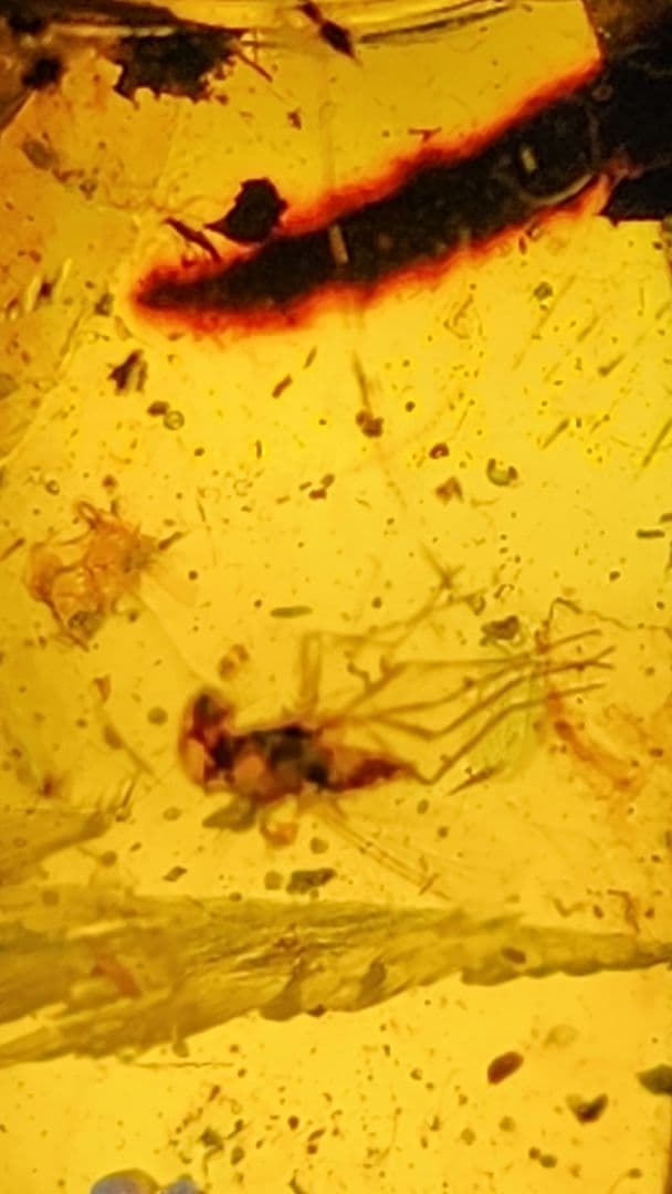 アンバー　琥珀のコレクション ダイヤモンド型フレーム付き