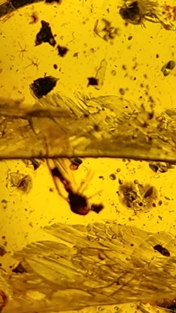 アンバー　琥珀のコレクション ダイヤモンド型フレーム付き