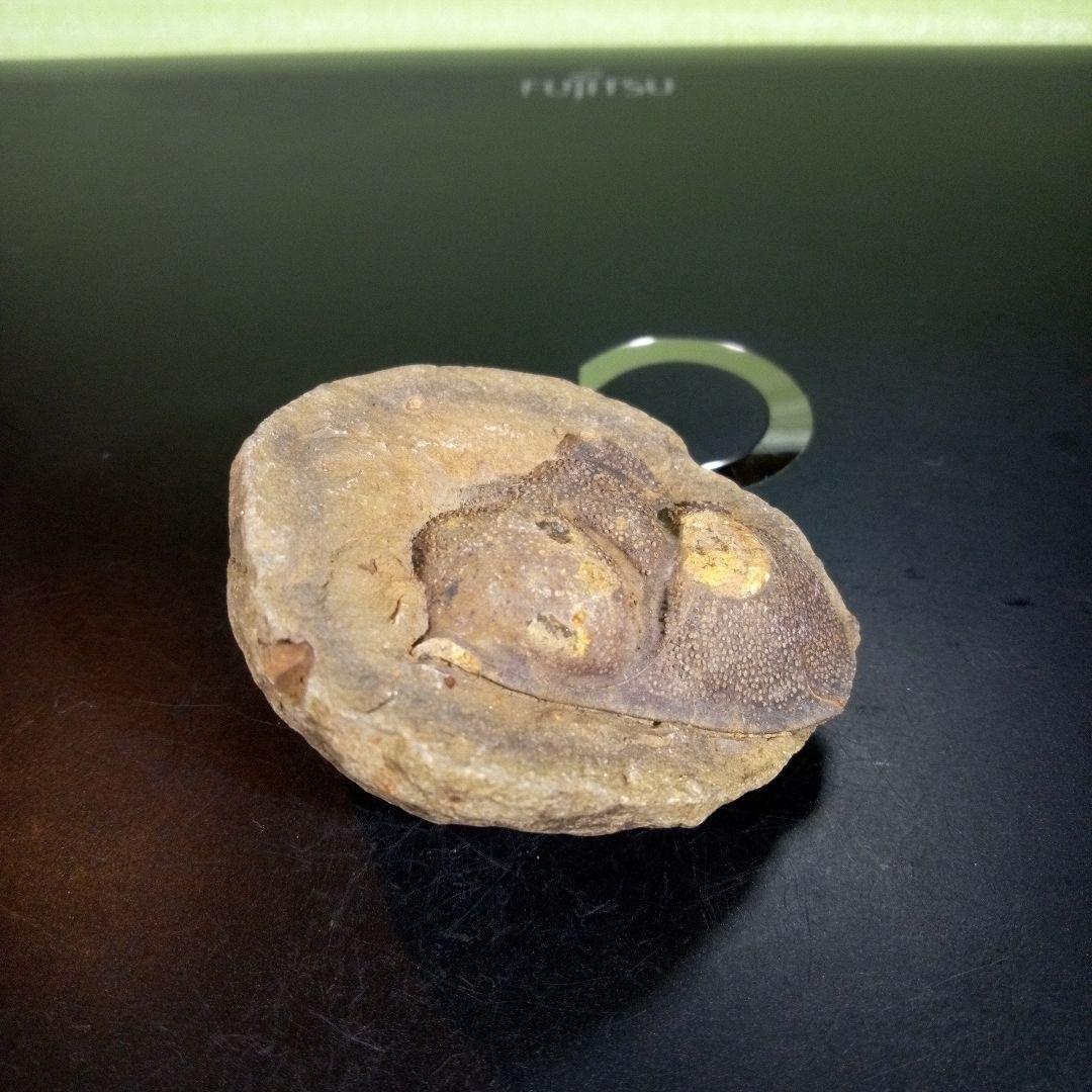 三葉虫　化石　fossil　海　ボリビア産　trilobite　ボリビア化石郡⑥