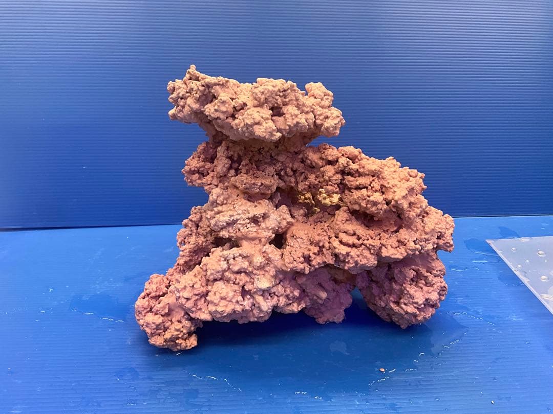 人工ライブロック　No.37. 無害化処理済