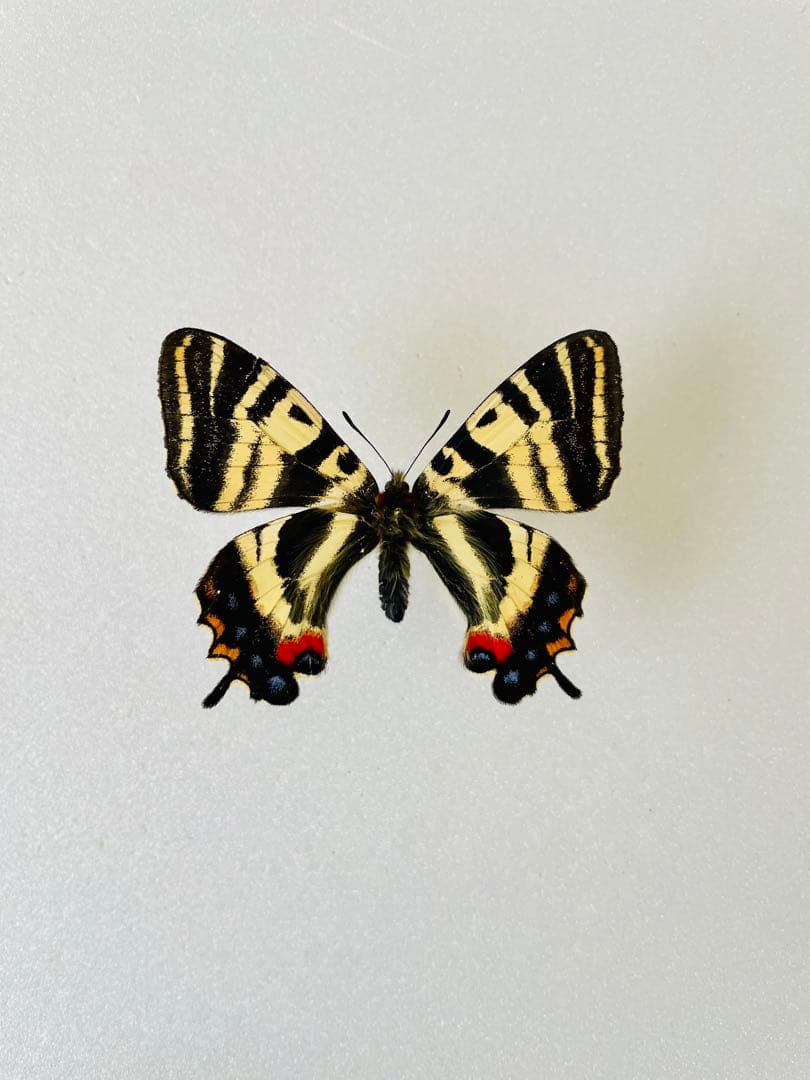 【異常型】ギフチョウ（メス、飼育・福島県）