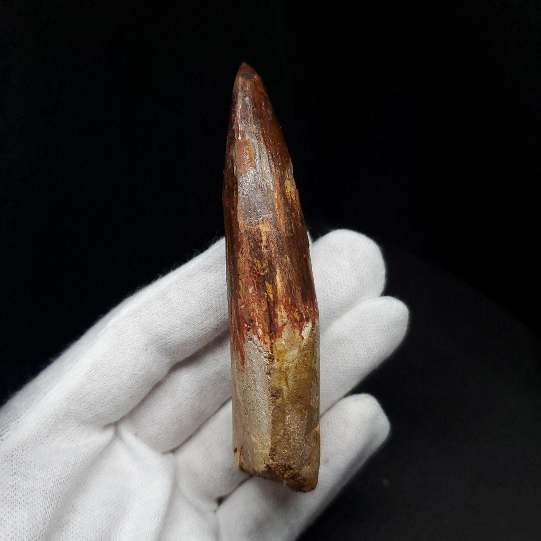 極上 スピノサウルス 本物 モロッコ産 85.33mm  sp432