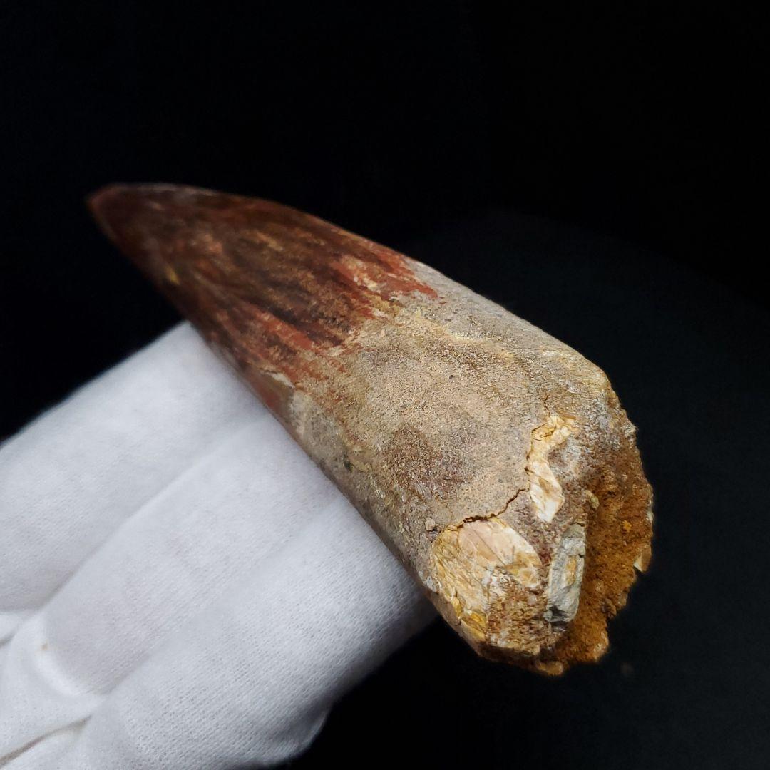 極上 スピノサウルス 本物 モロッコ産 85.33mm  sp432