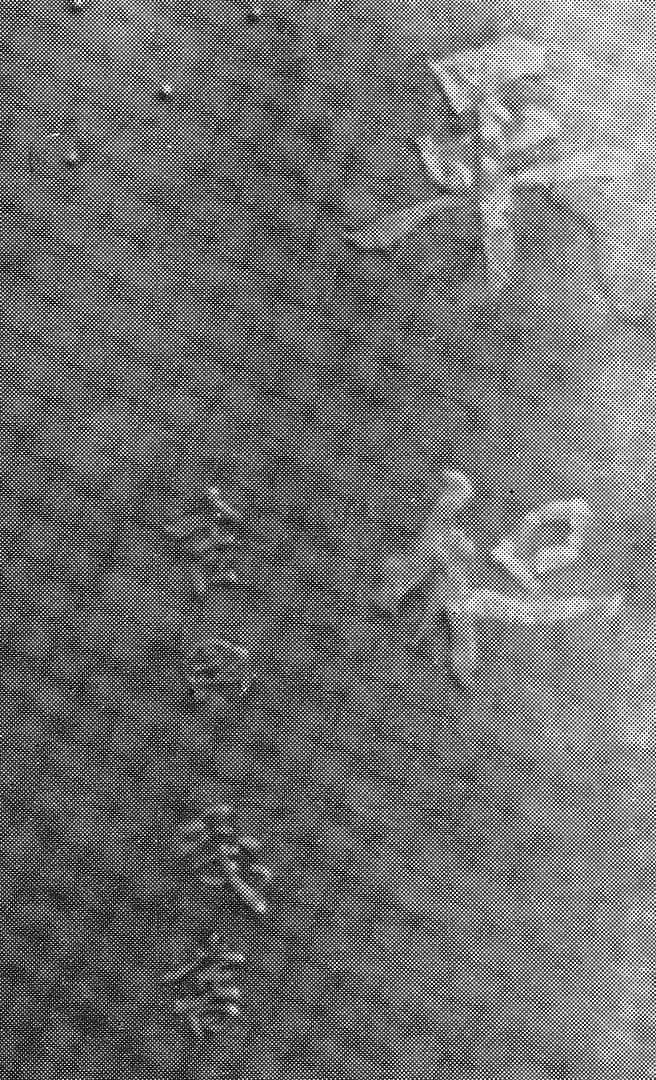 書 吉田茂 「平和」