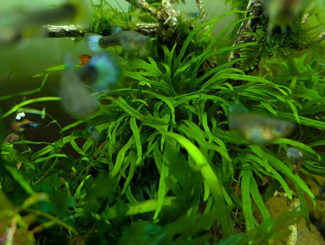 密生ミクロソリウムトライデントリーフ大株200葉以上が自然活着した自家製流木