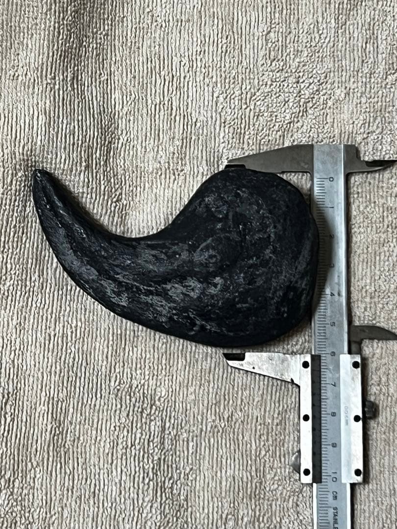 Allosaurus 化石 恐竜 ティラノサウルス カルカロドントサウルス　底値