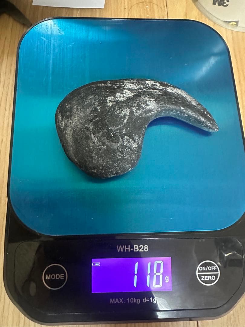 Allosaurus 化石 恐竜 ティラノサウルス カルカロドントサウルス　底値