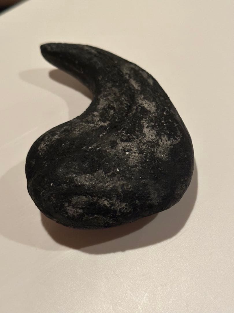 Allosaurus 化石 恐竜 ティラノサウルス カルカロドントサウルス　底値