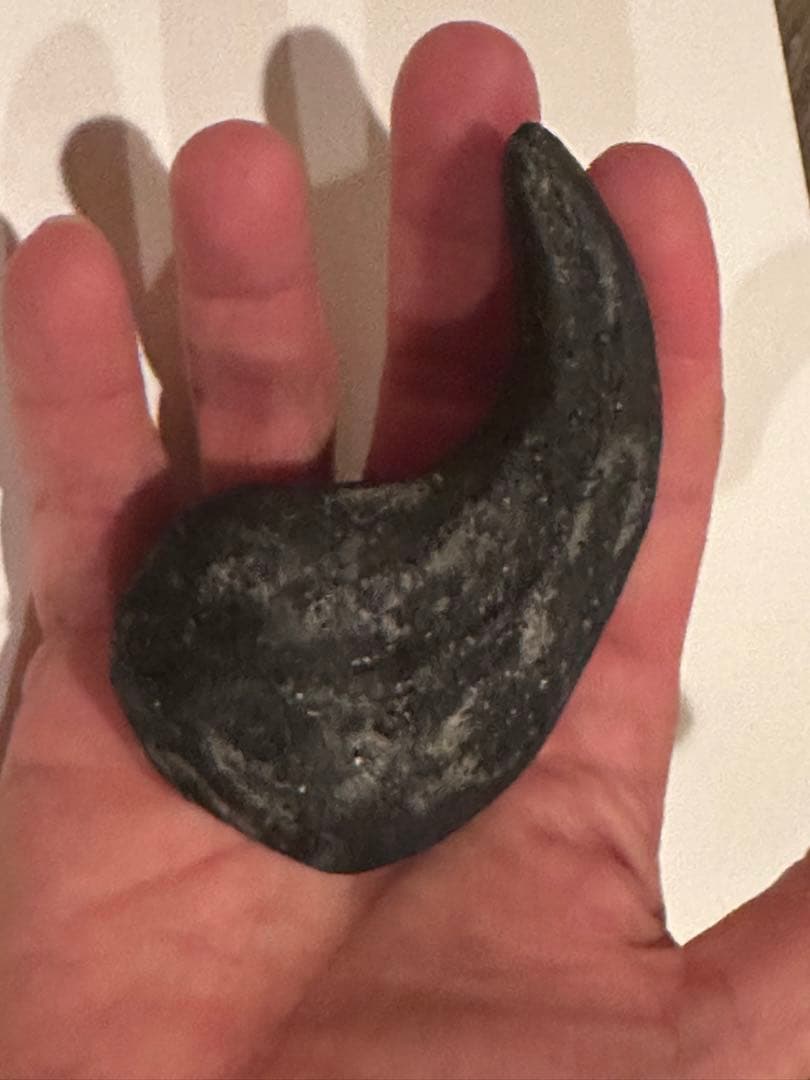 Allosaurus 化石 恐竜 ティラノサウルス カルカロドントサウルス　底値