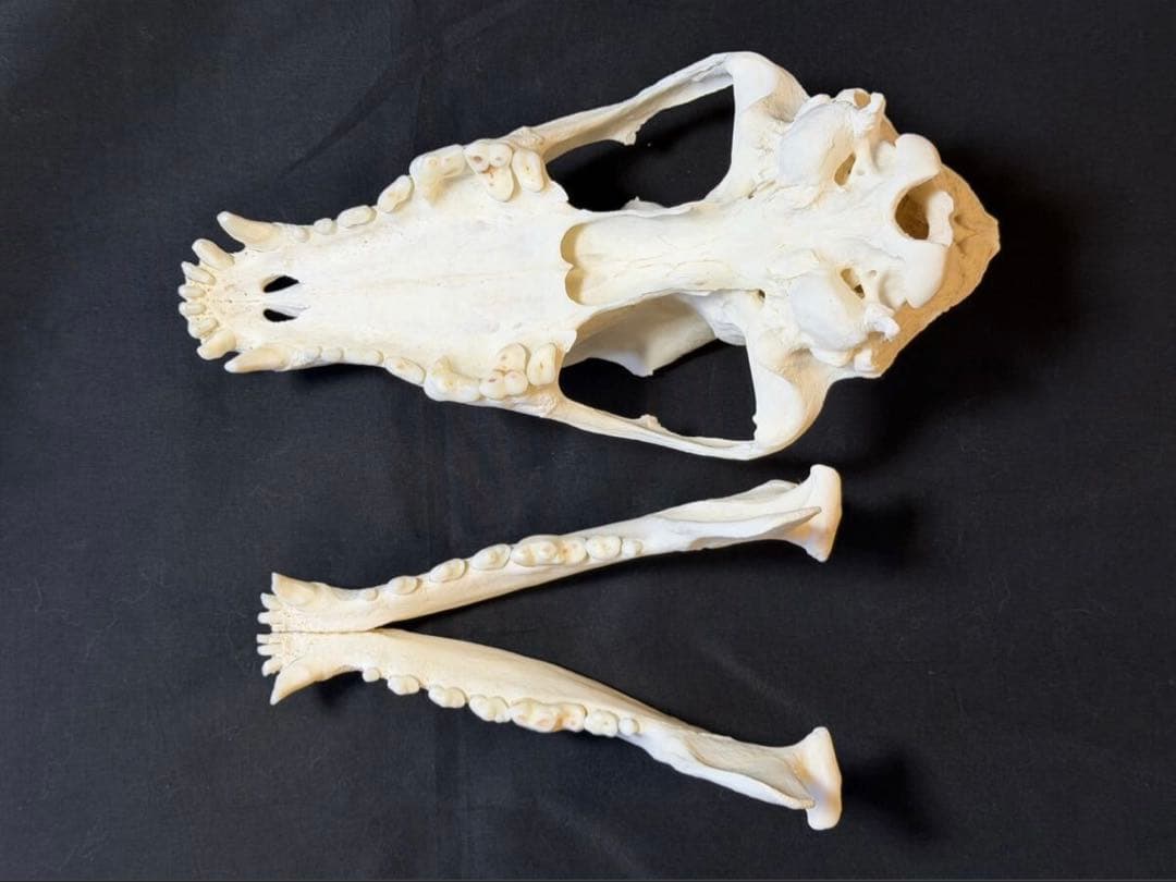頭骨　ウルフドッグ　頭蓋骨　骨格標本　スカル