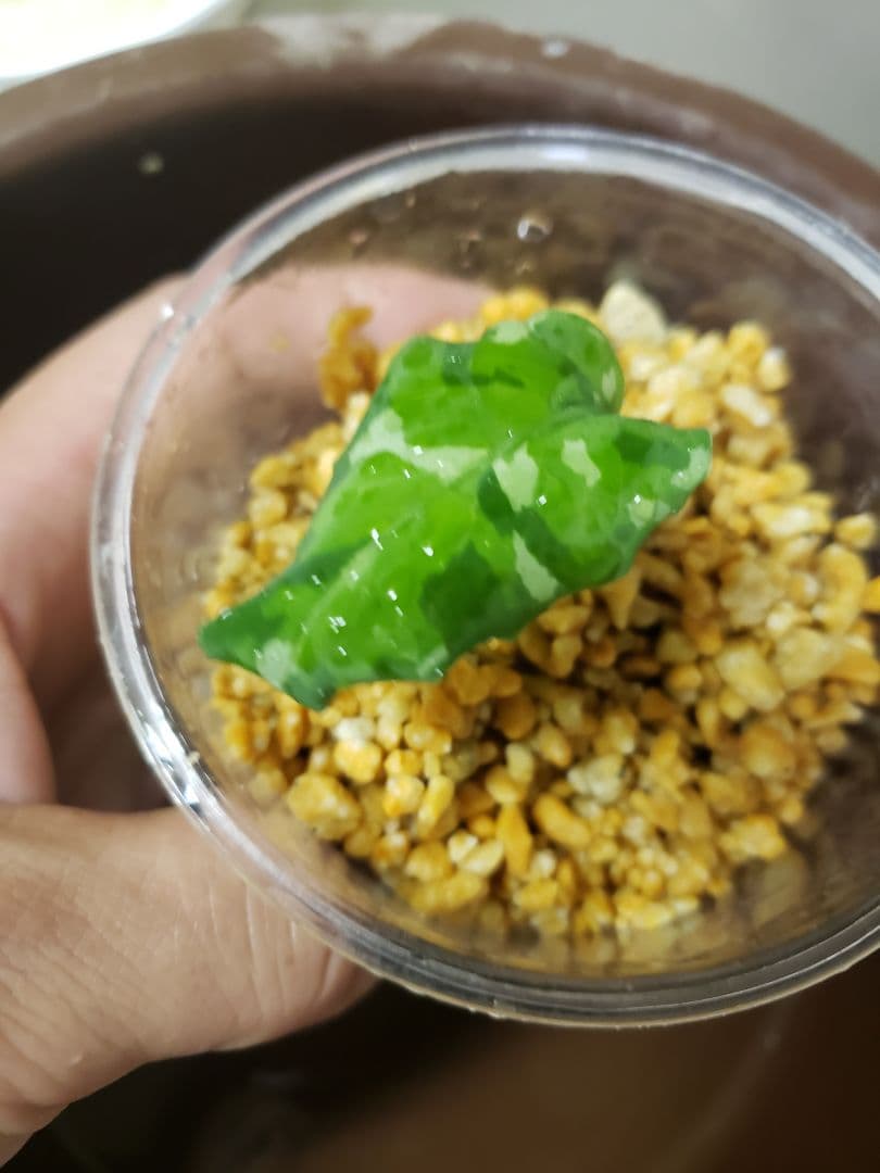 【確認専用Aglaonema pictum Andaman サマート氏、出射氏