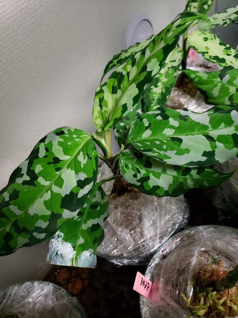 【確認専用Aglaonema pictum Andaman サマート氏、出射氏