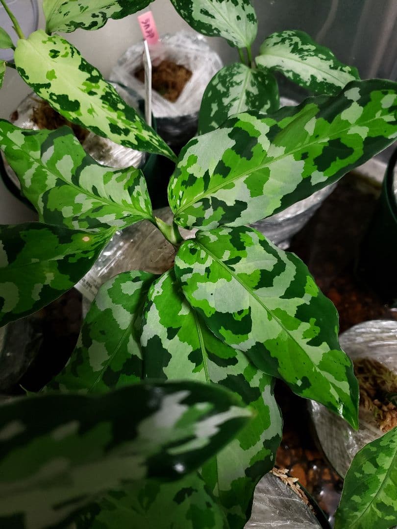 【確認専用Aglaonema pictum Andaman サマート氏、出射氏