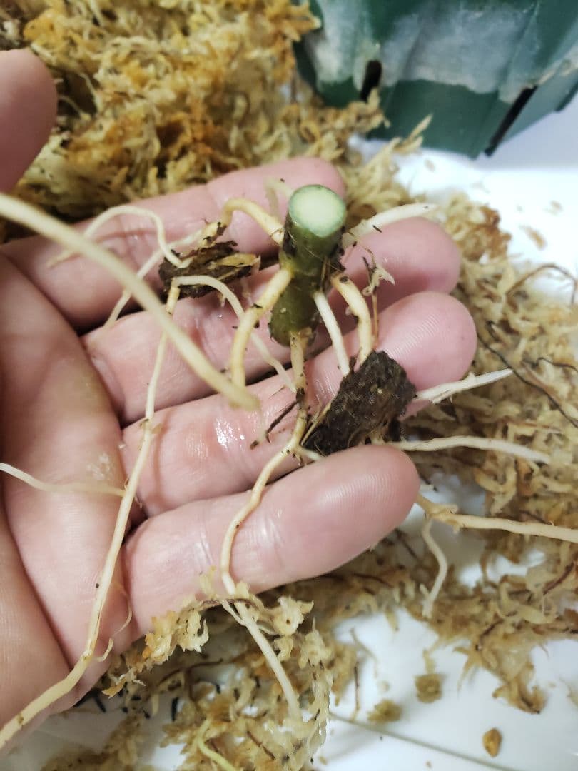 【確認専用Aglaonema pictum Andaman サマート氏、出射氏