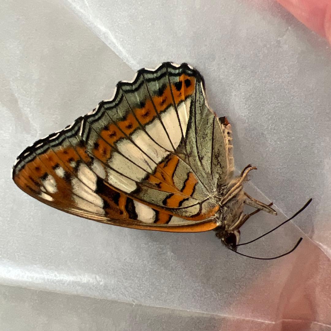 オオイチモンジチョウ　モンゴル産9頭セット