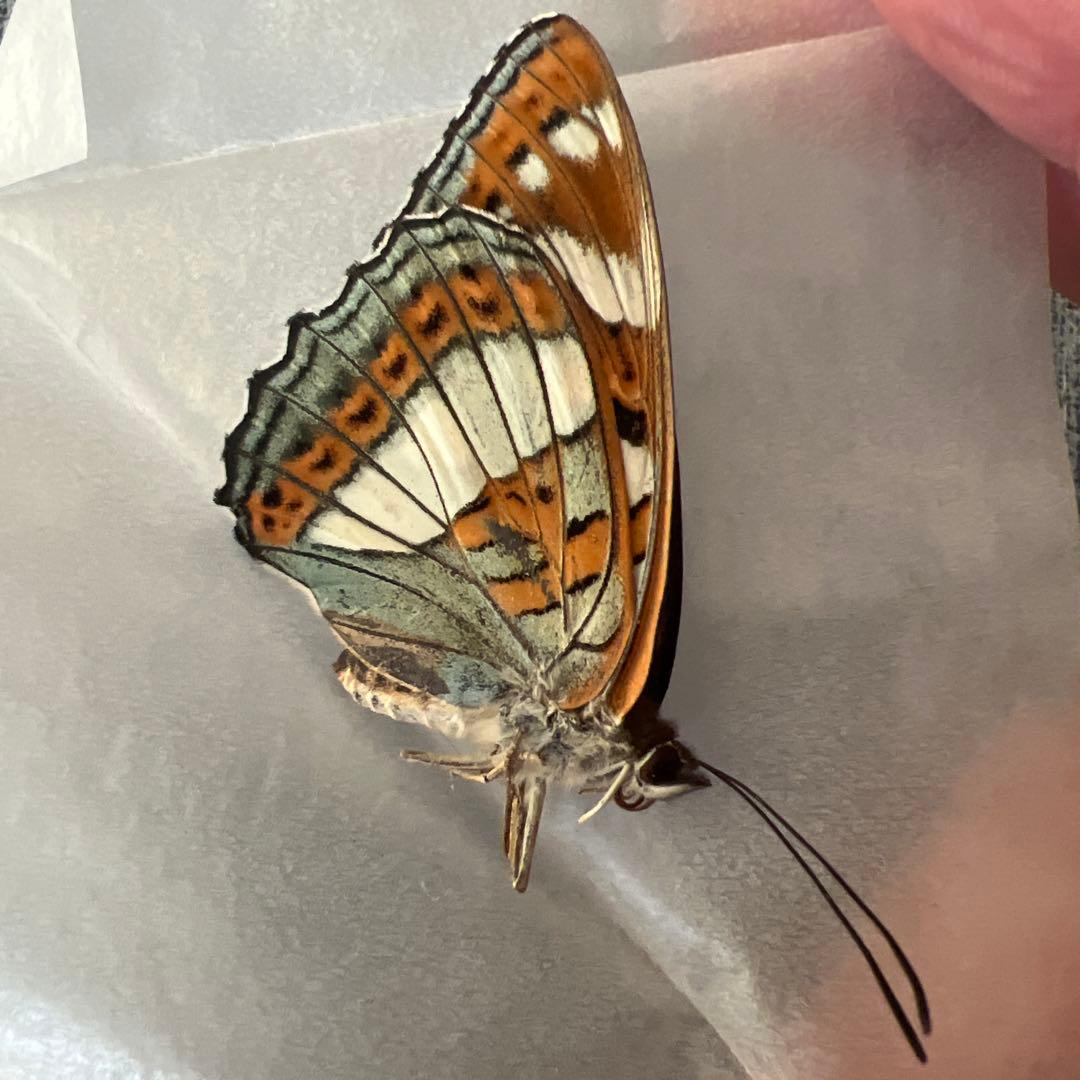 オオイチモンジチョウ　モンゴル産9頭セット