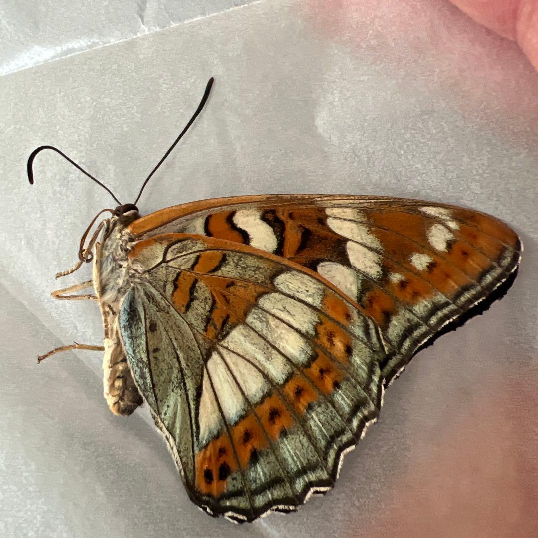 オオイチモンジチョウ　モンゴル産9頭セット