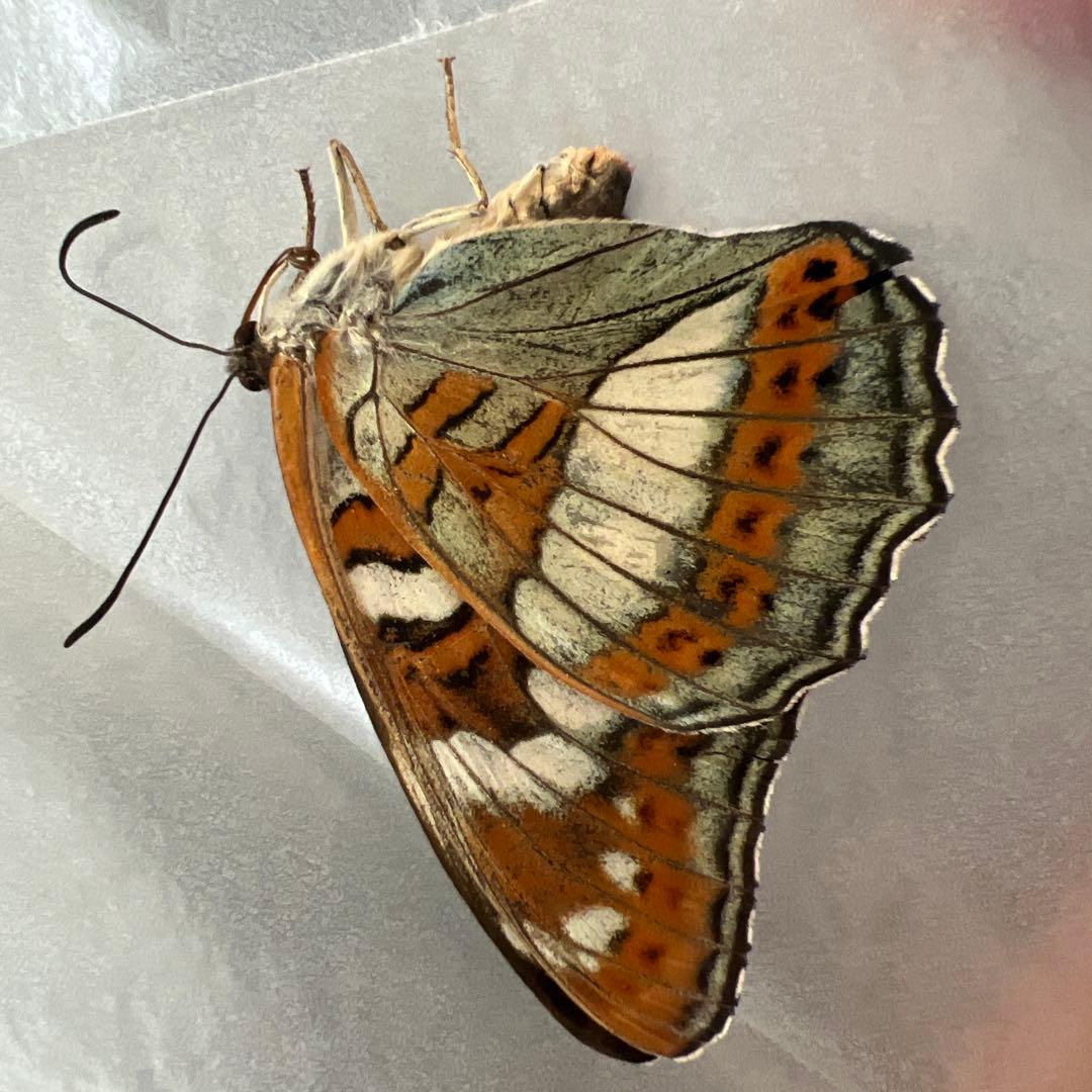 オオイチモンジチョウ　モンゴル産9頭セット