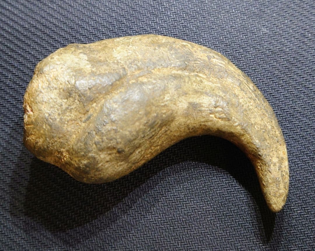 獣脚類　恐竜　ハンドクロウ　化石