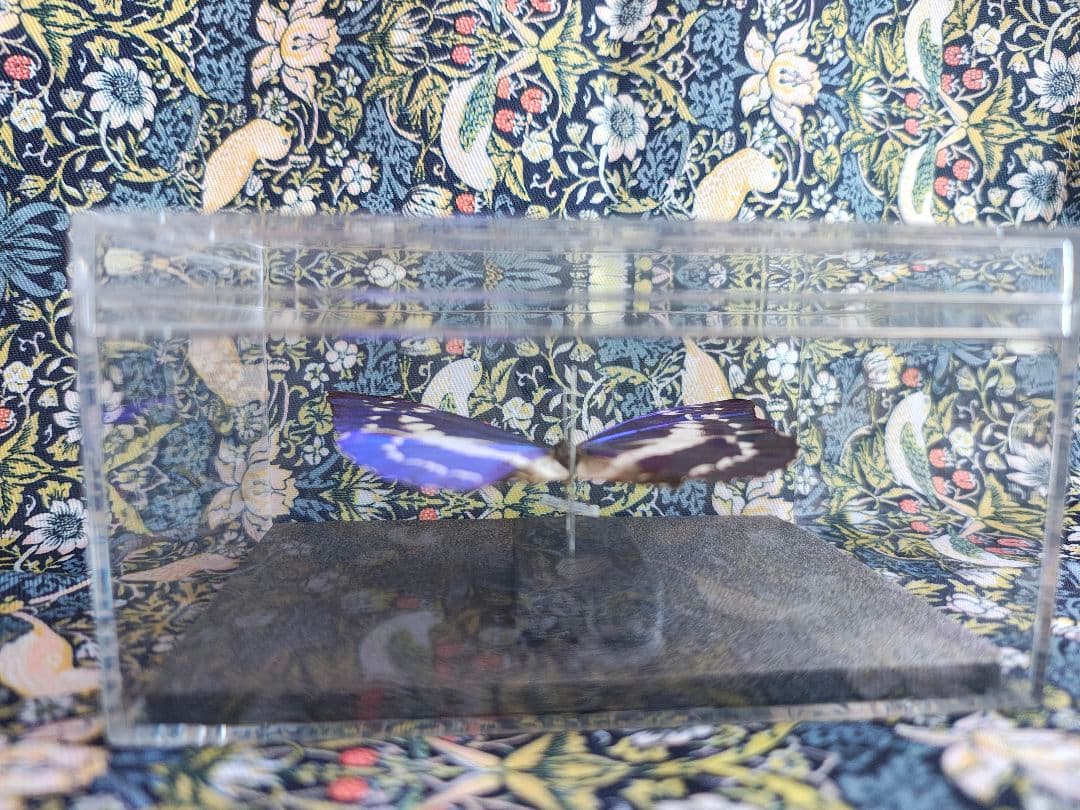 キプリスモルフォ　標本　千葉県直接引き取り限定