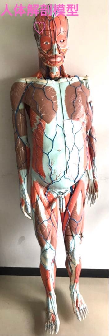 人体解剖模型♡ 京都科学