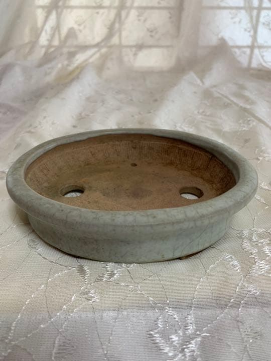 虹泉　盆栽鉢　楕円　浅め