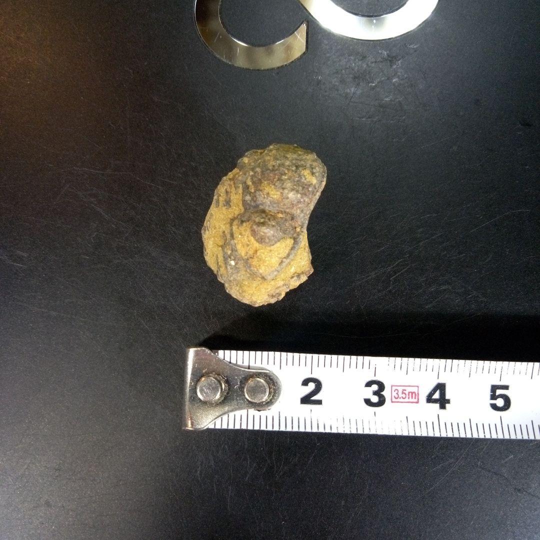 三葉虫　化石　fossil　ボリビア産　trilobite　Bolivia化石⑥