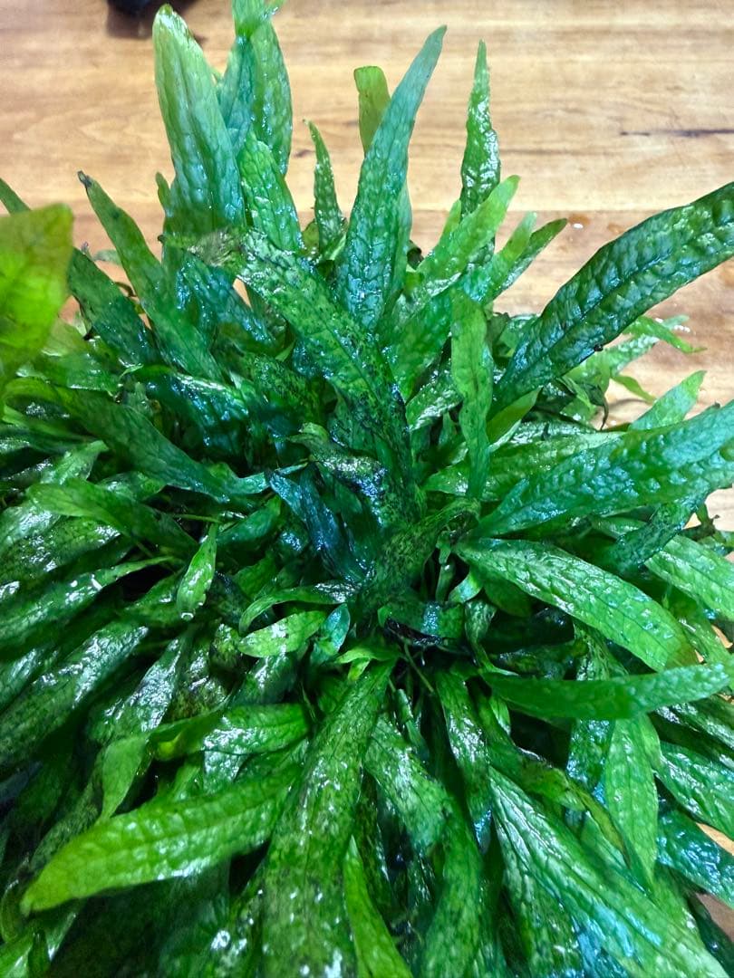 【N】ミクロソリウムsp.スモールリーフ