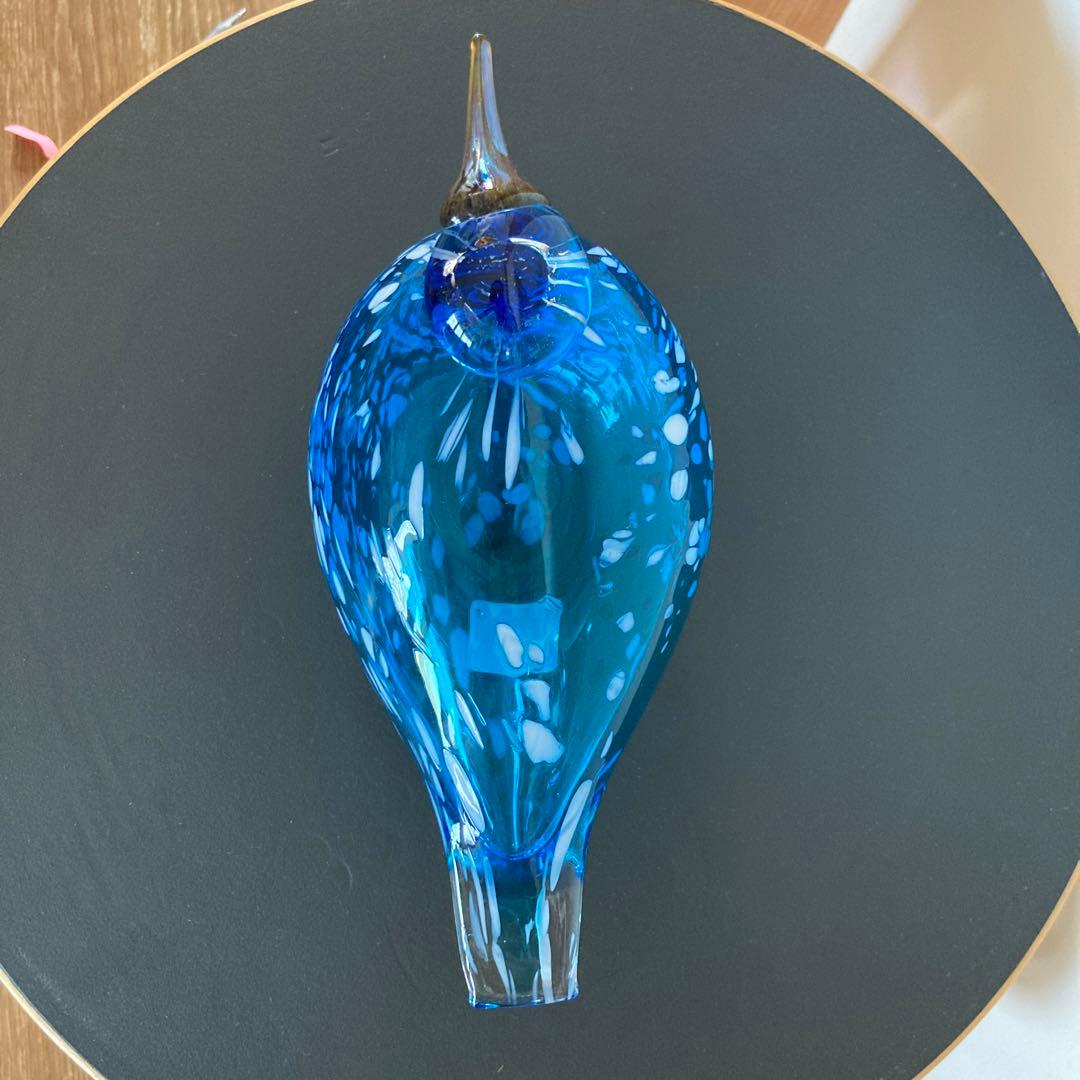 イッタラバード　ブルーフィンチ　blue finch ③