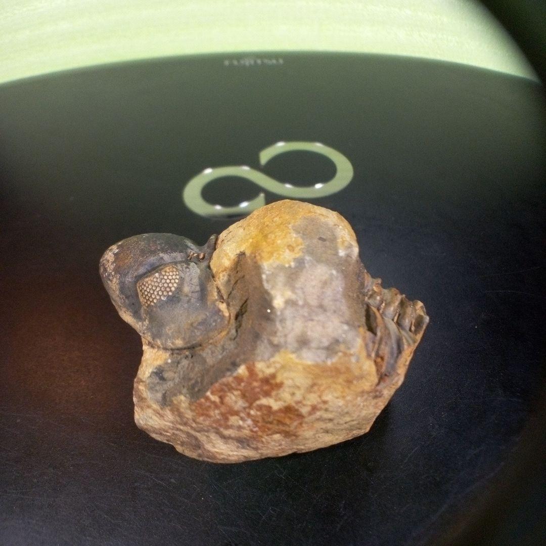 三葉虫　化石　fossil　ボリビア　trilobite　海生動物　三葉虫識別①