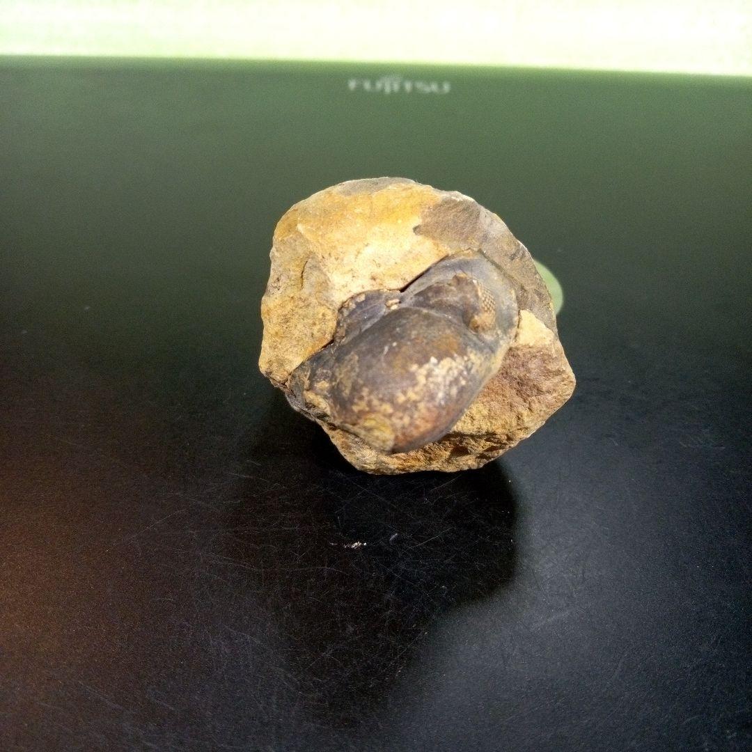 三葉虫　化石　fossil　ボリビア　trilobite　海生動物　三葉虫識別①