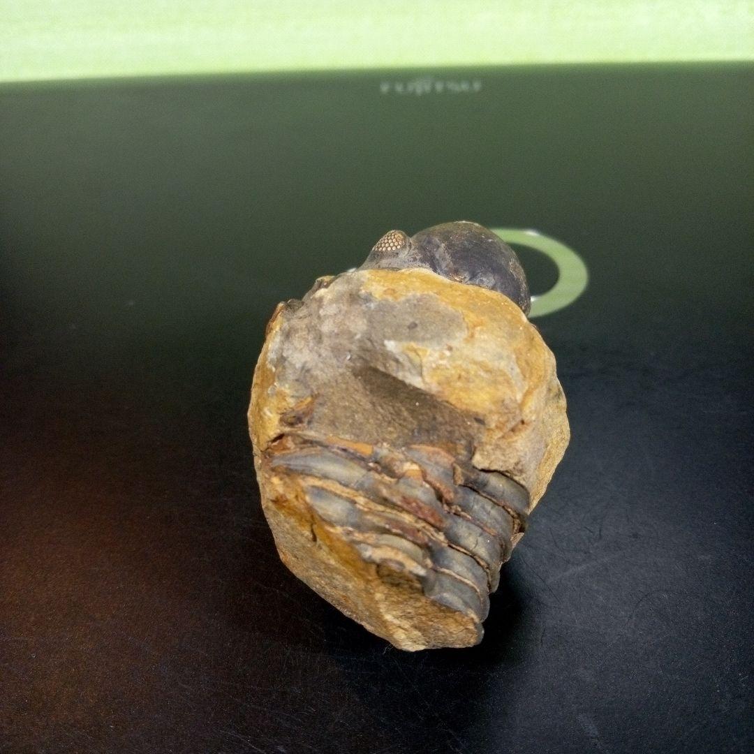 三葉虫　化石　fossil　ボリビア　trilobite　海生動物　三葉虫識別①