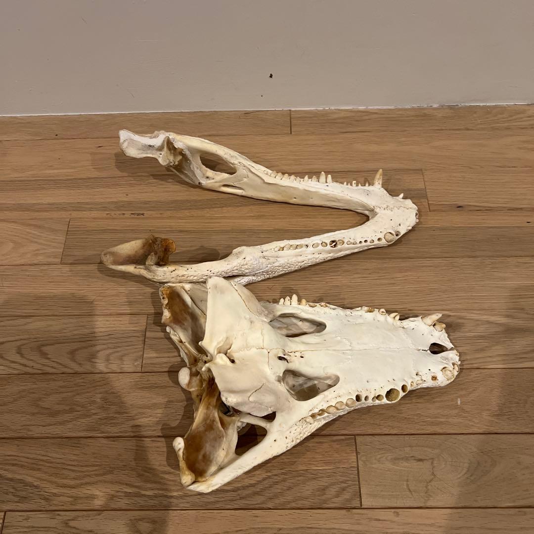 ワニ 鰐 頭骨 頭蓋骨 頭骨標本 中型 インテリア装飾用