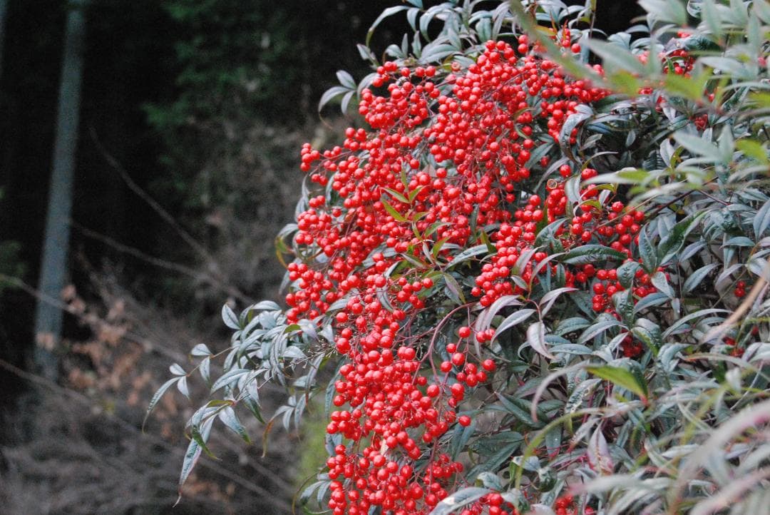 【ショット数極少/美品】Nikon D80 デジタル一眼レフ カメラ✨スマホ転送