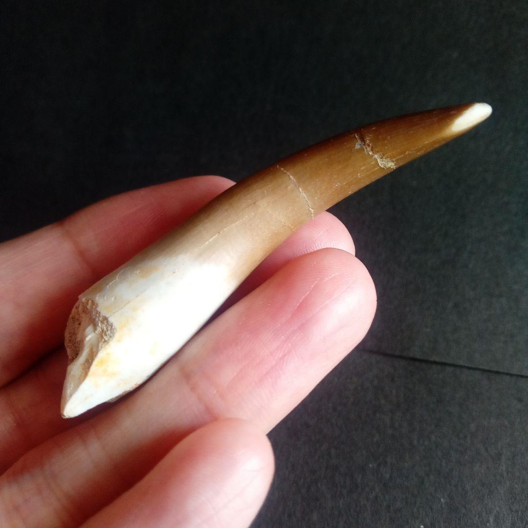 首長竜　プレシオサウルス　歯化石　特大