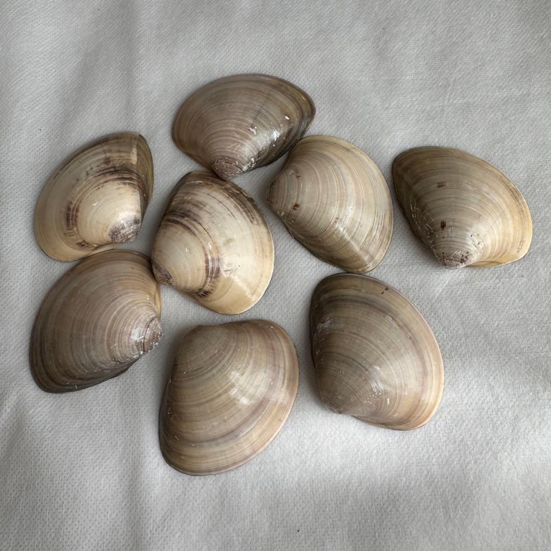 ひな祭り はまぐりの貝合わせ 手書きかな百人一首 源氏物語絵巻