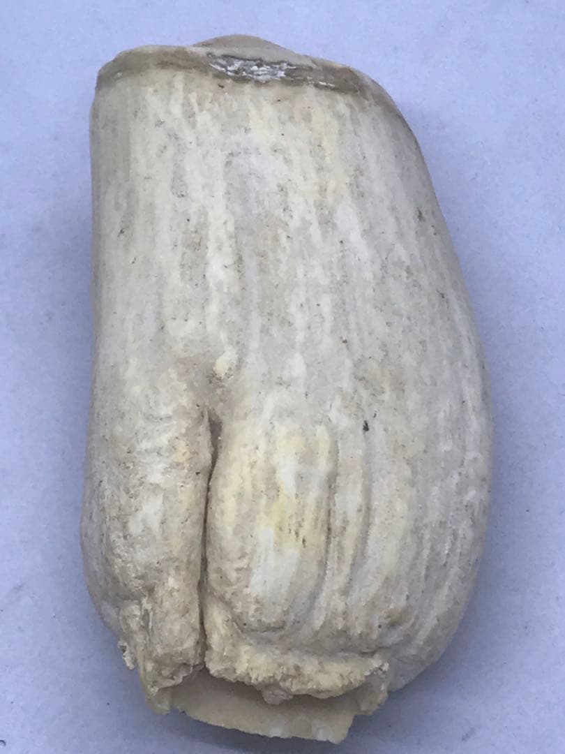 鯨歯 マッコウクジラ 4本 合計515g