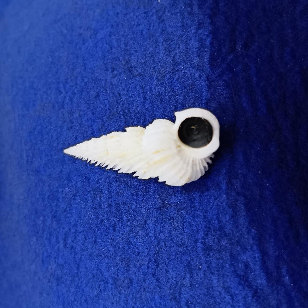 貝標本ヤエバイトカケ（蓋付）