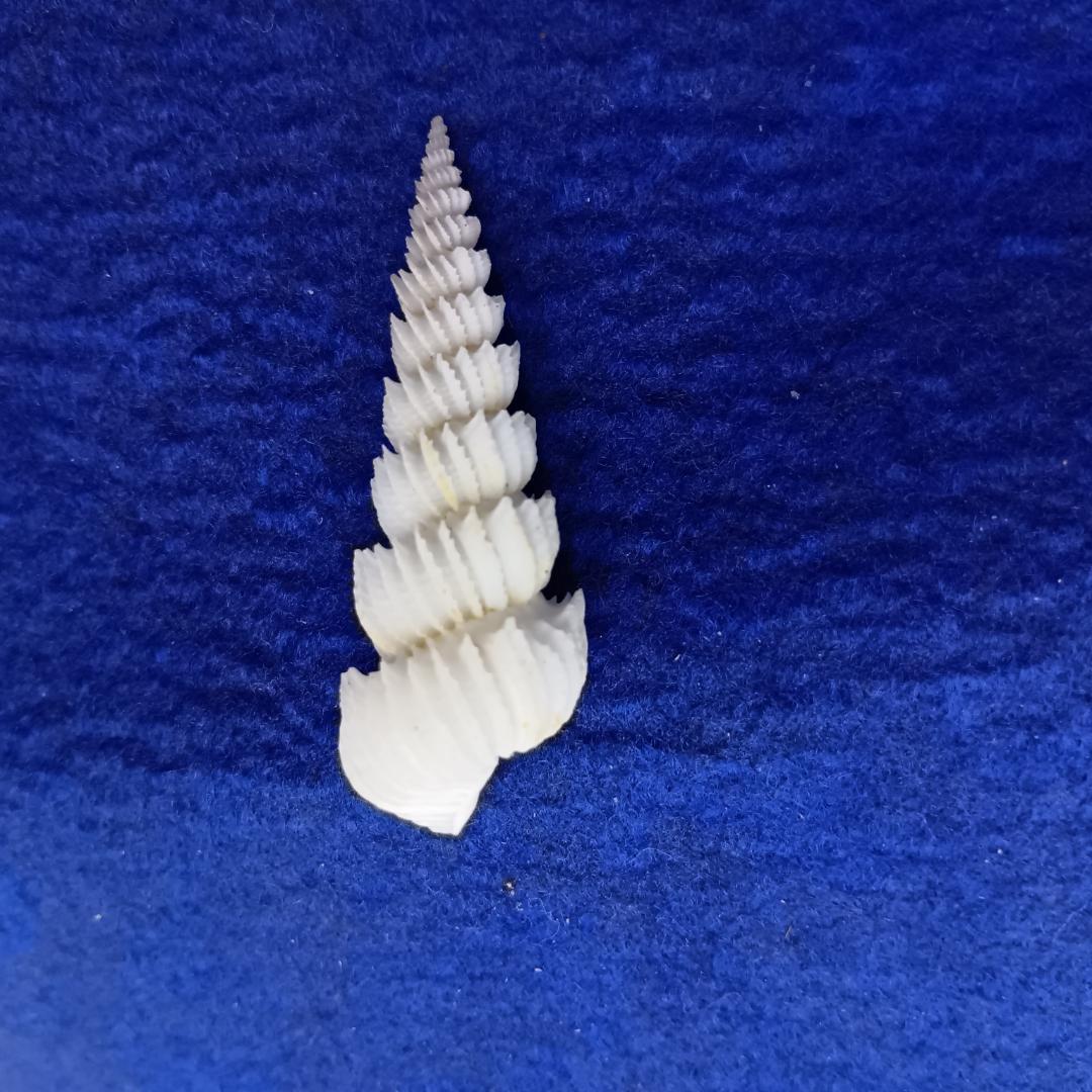 貝標本ヤエバイトカケ（蓋付）