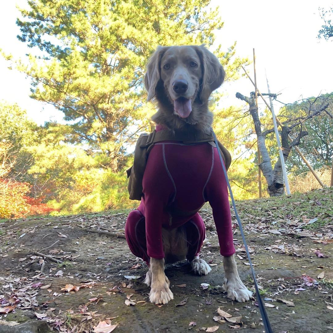 大型犬。ALPHAICON ホットドックガードXL