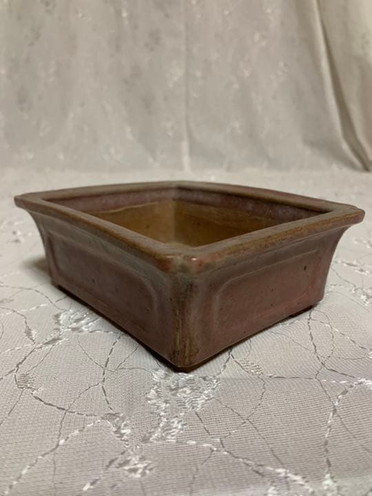 天竜石仙　盆栽鉢