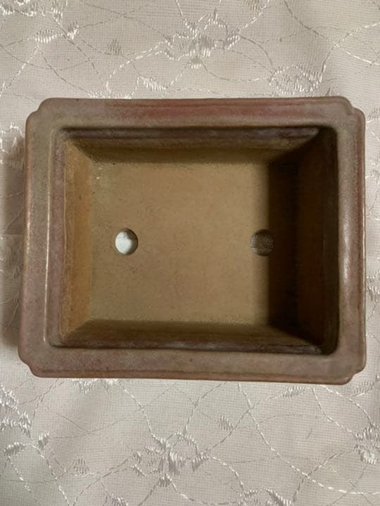 天竜石仙　盆栽鉢