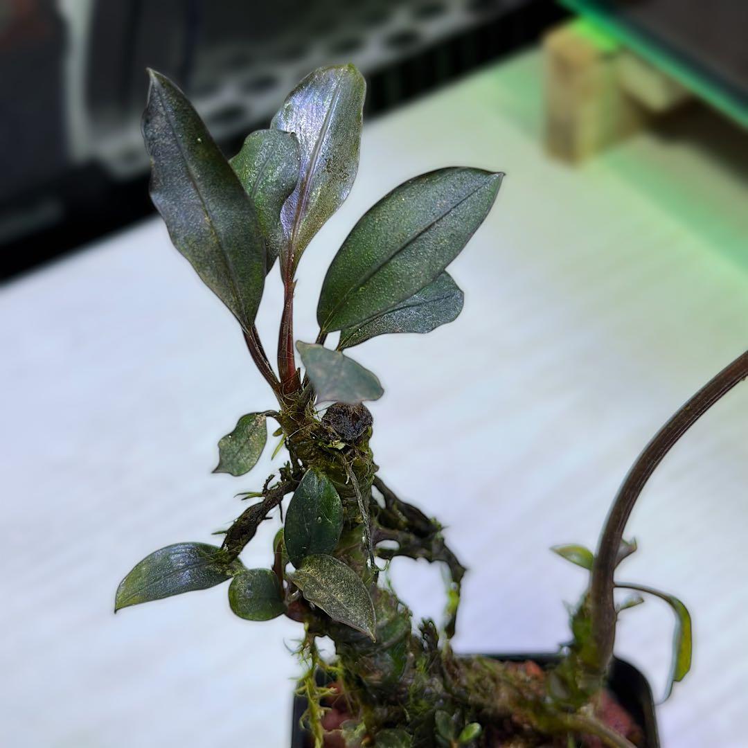 G*k様 ブセファランドラ Motleyana 新芽沢山あり　5株トリム可能